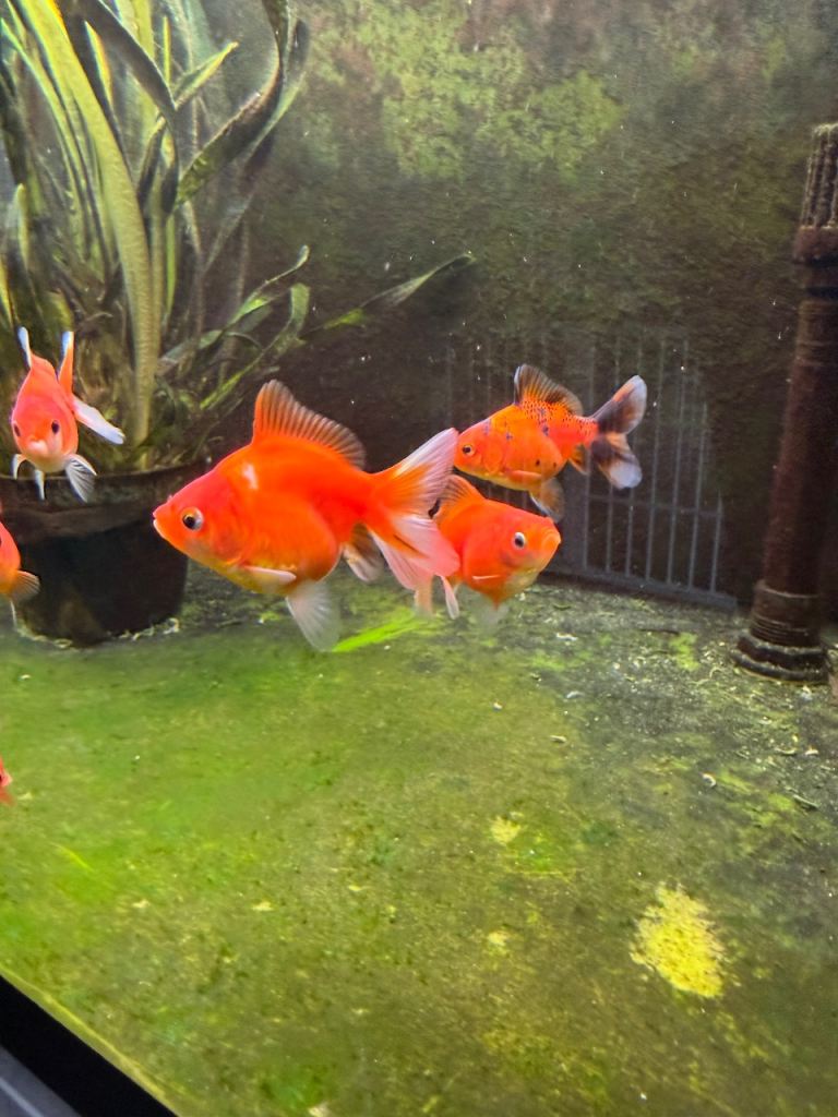 Baby oranda 