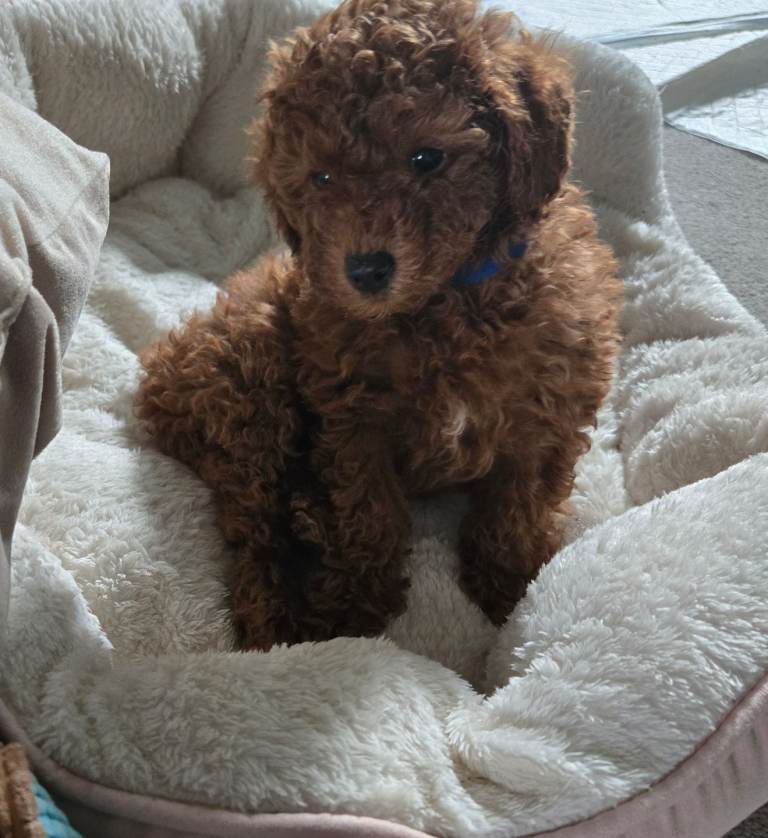 Beautiful Boy Toy poodle crossbreed Miniature Poodle  PUPPY-RED