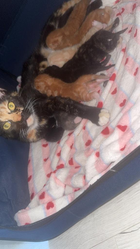 Rainbow litter 