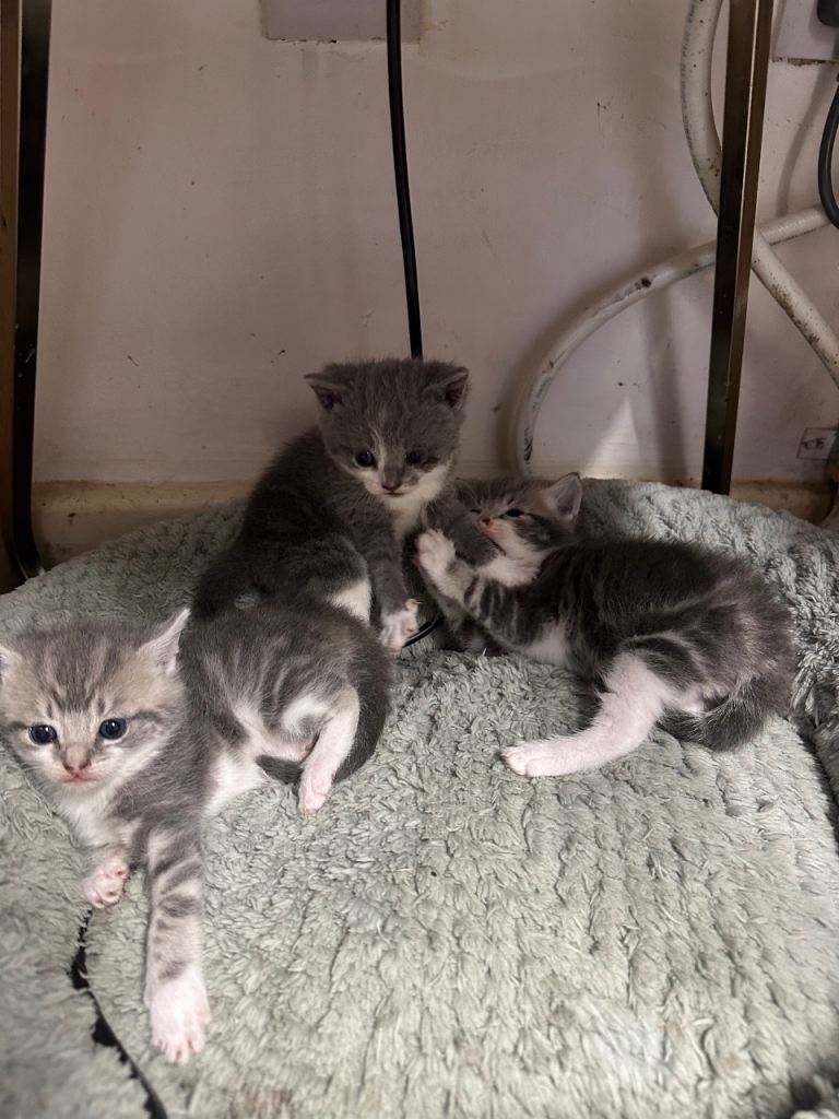 3 kittens looking for new homes all 3 for £700 based in BIRMIMGHAM