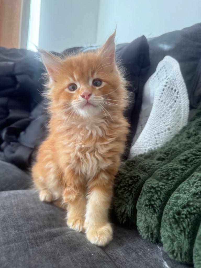 Rare ginger male Main coon XL and fluffy 