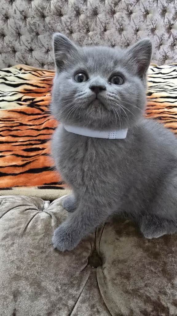 Adorable British short hair blue kittens. 