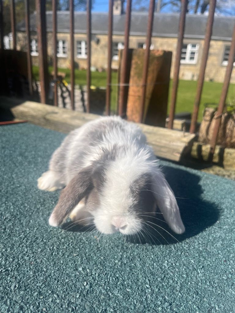 Gorgeous doe ready now 