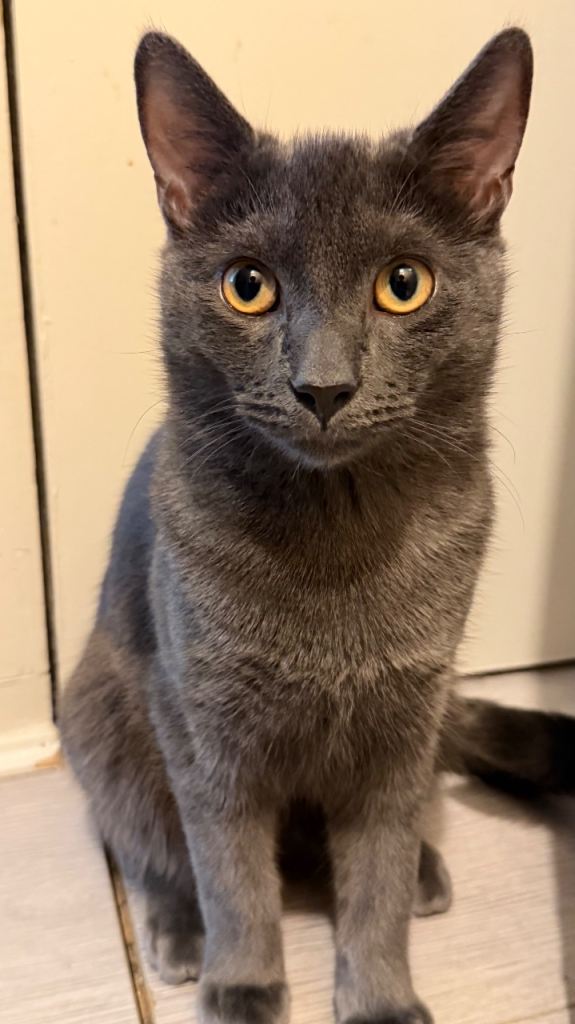 Russian Blue