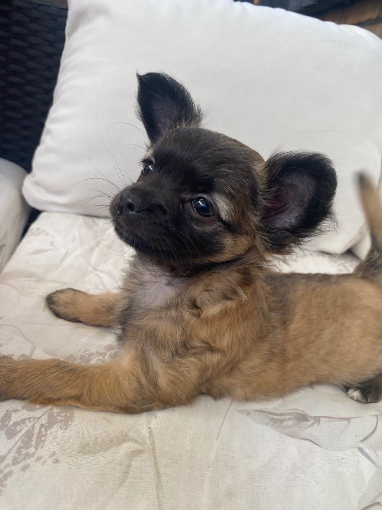 Long haired female chihuahua 