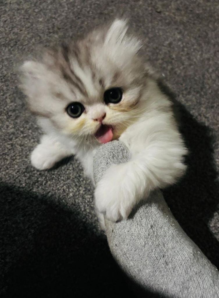 Beautiful female Persian kitten