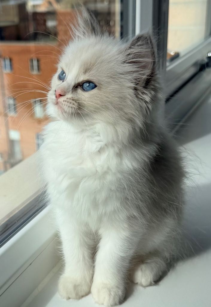 Pure Ragdoll Female Kitten 