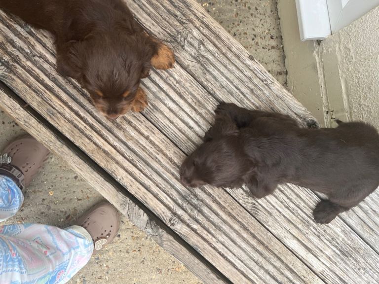 Boy puppi