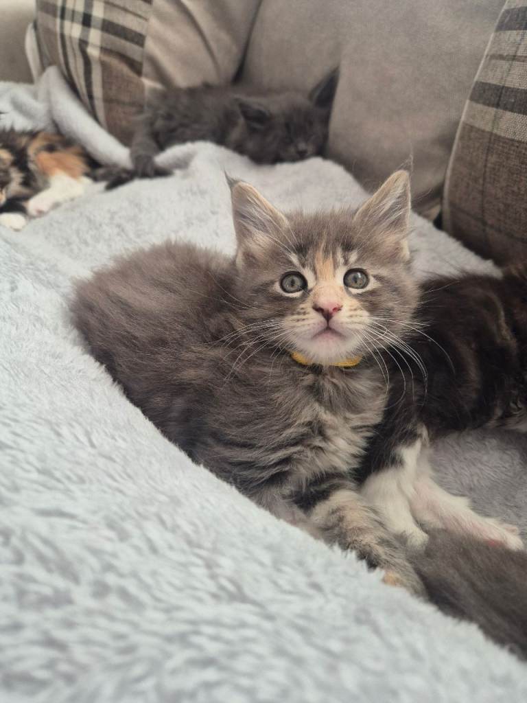 2 Maine Coon Kitten looking for there forever homes 🏡 😍 