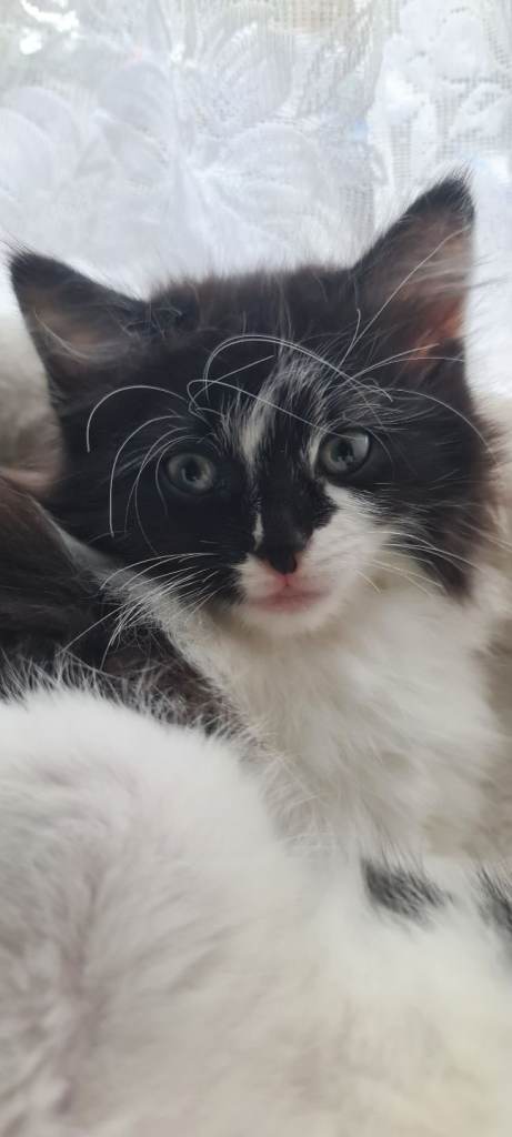 Two Kittens for sale (Female)