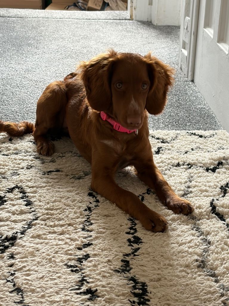 Cockapoo