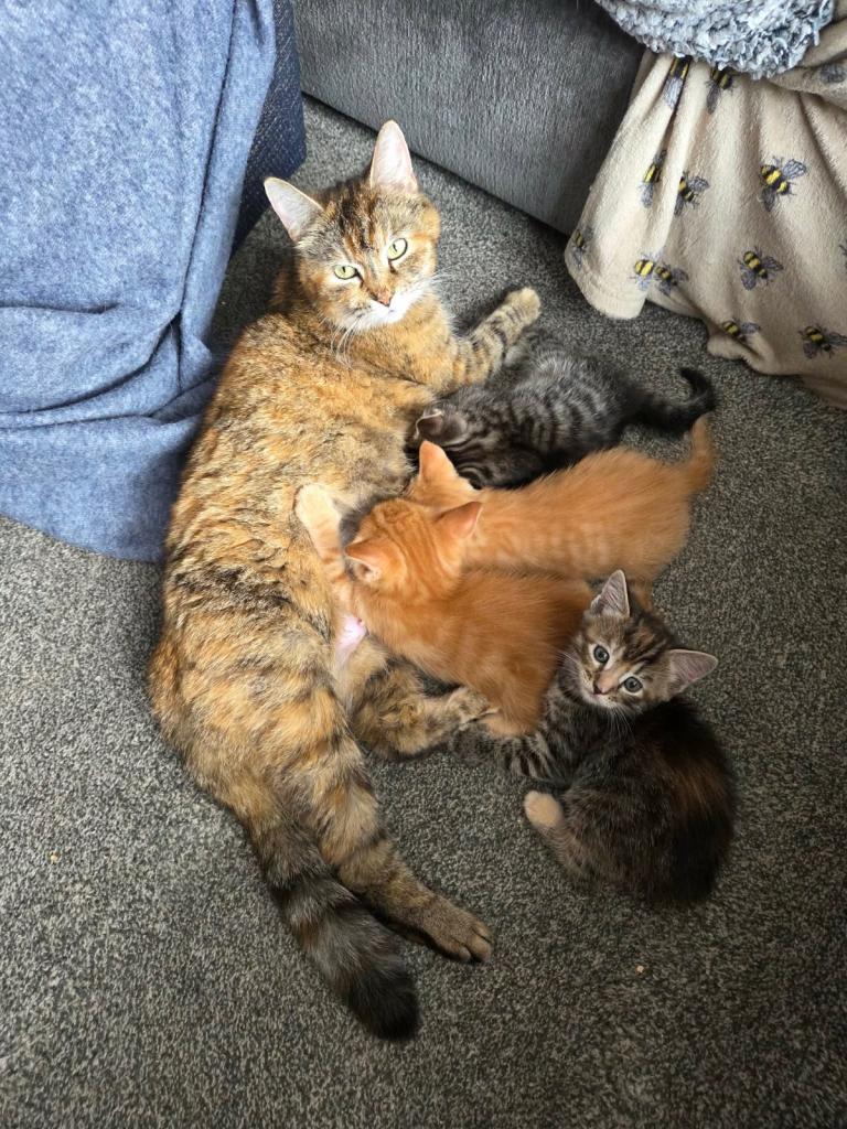 4 Amazing kittens 