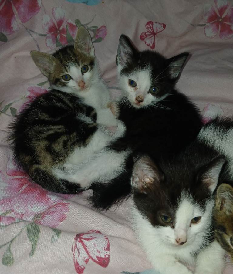 Kittens 