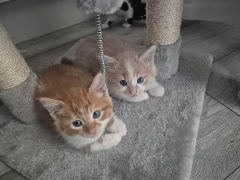 Kittens 