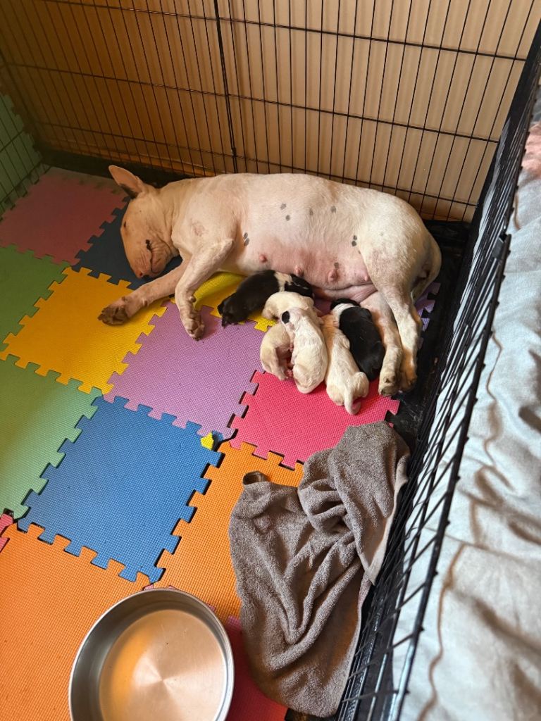 English bull terrier 