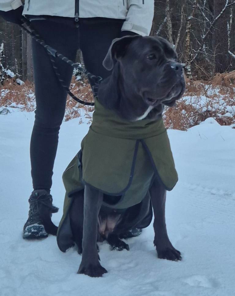 *** CANE CORSO ***