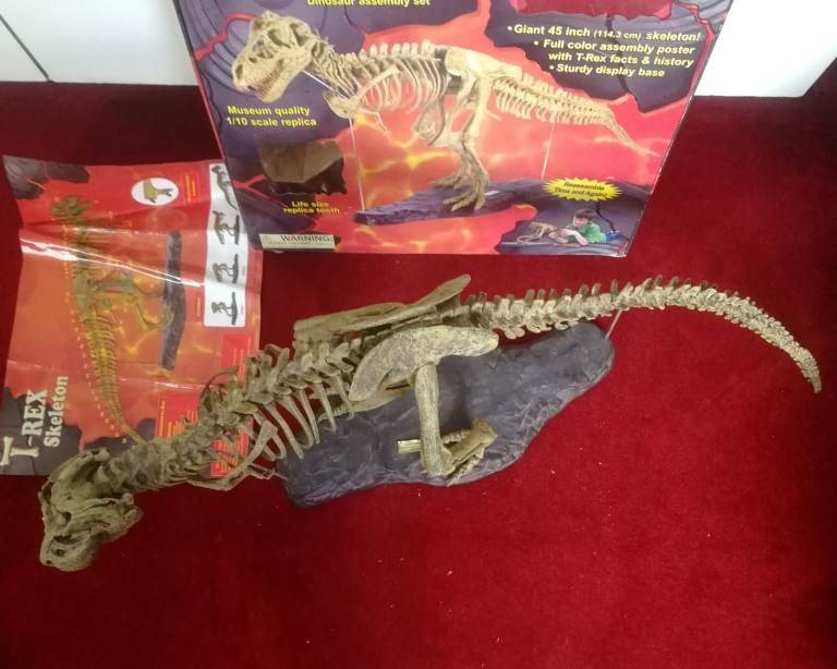 T-REX SKELETON 45"long Dinosaur Model kit 1/10 Scale Building STEM by B.C. Bones