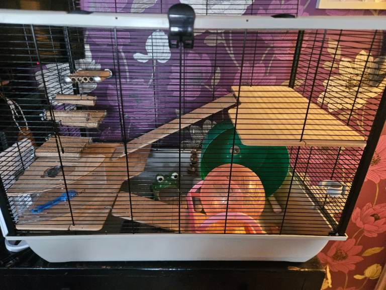 Hamster cage and supplies