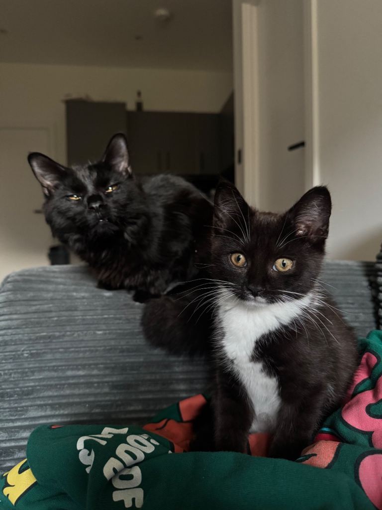 2 boy kittens for sale