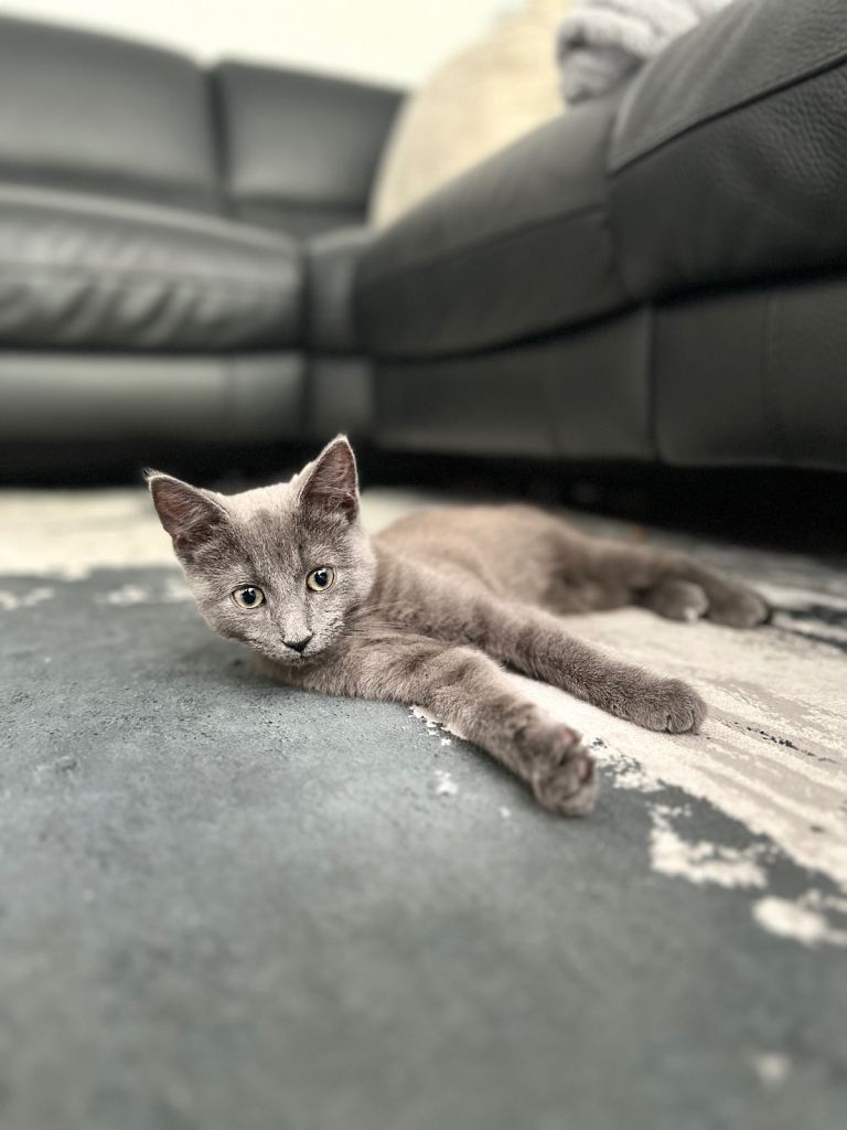 Kitten for sale 