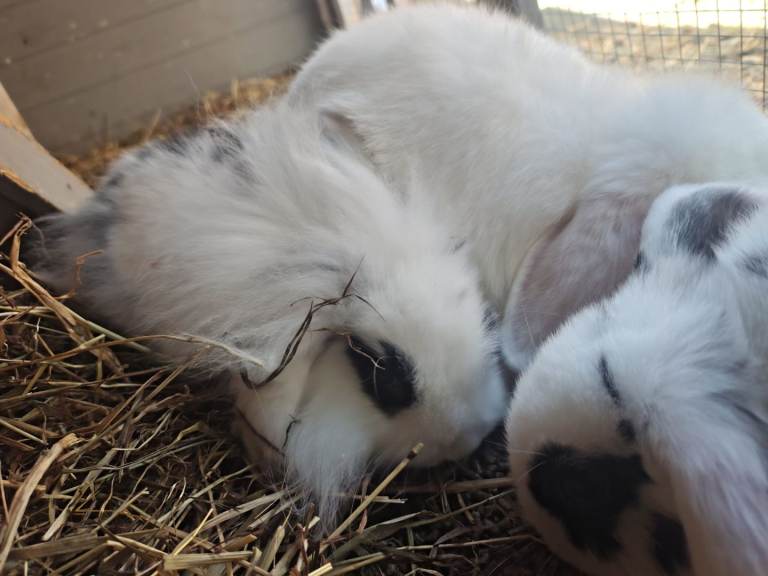 Beautiful Mini lion lops - 2 left