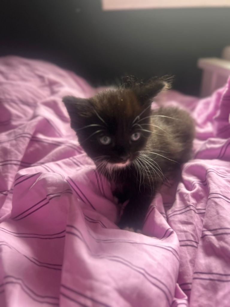 4 kittens looking for their forever home 
