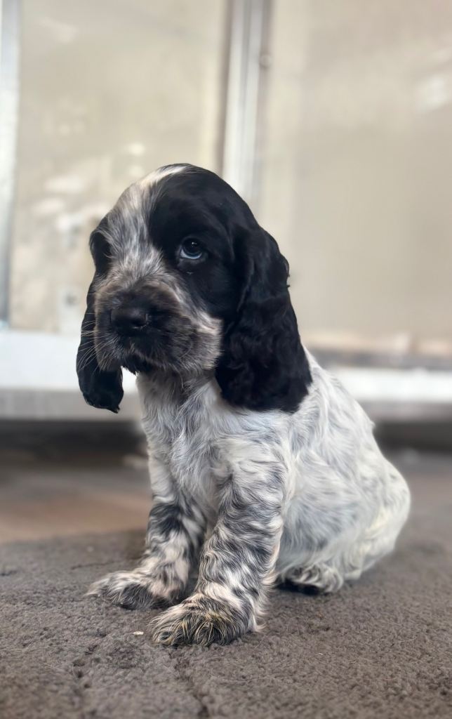 Beautiful show cocker spaniel puppies for sale 