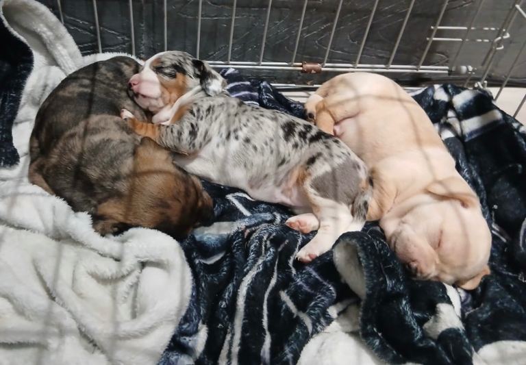 Dachshund x Chihuahua