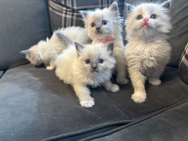4 ragdoll kittens 