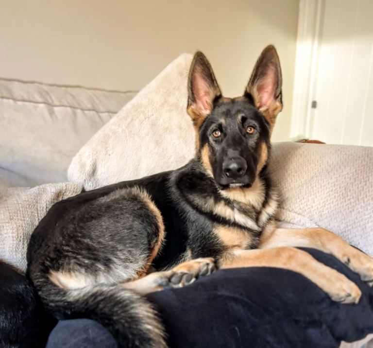 Beautiful German shepherd Dog 