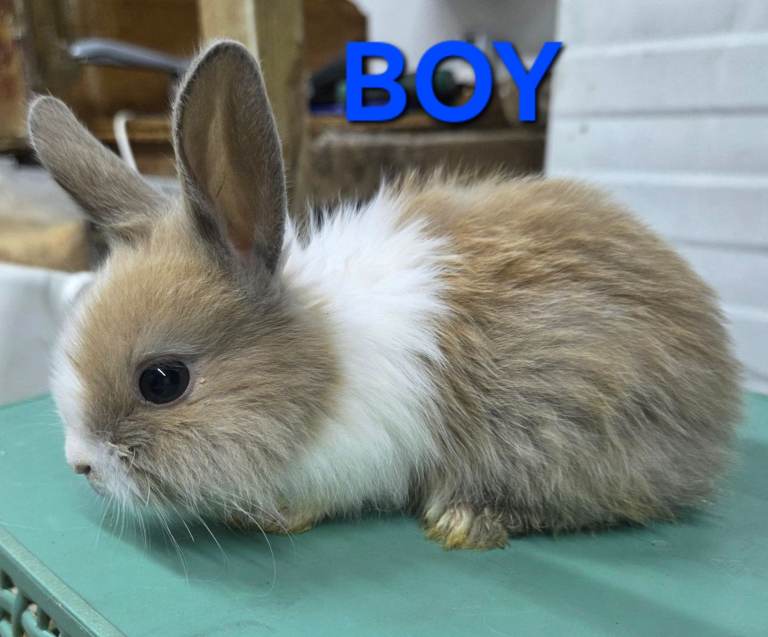 HAND REARED BABY RABBITS!!! VIEW ALL PICTURES!!