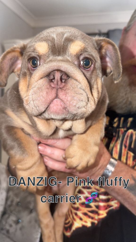 English bulldog puppies RARE GENE PINK/FLUFFY CARRIER / PINK CARRIERS 