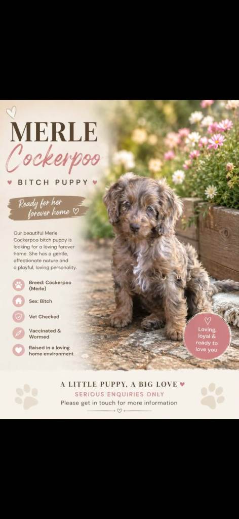 F1 toy cockerpoo puppies