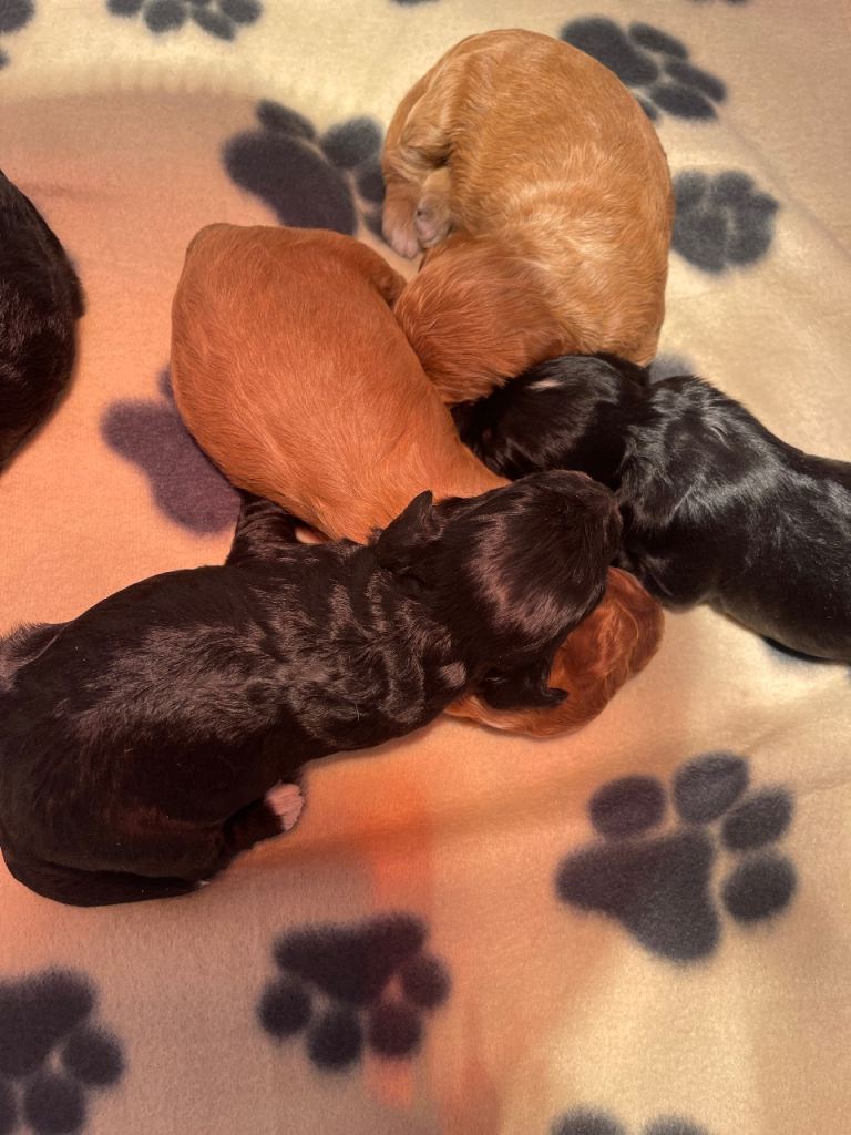 Cockapoo health clear KC parents