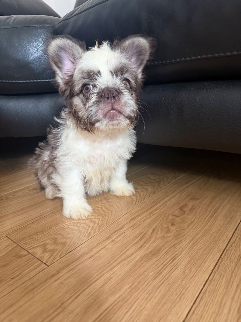 Fluffy French bulldog 