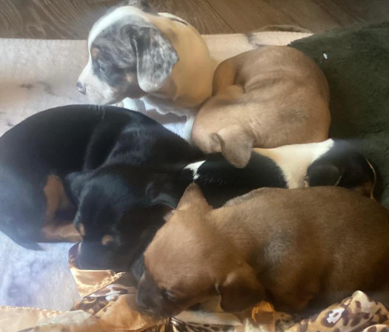 Dachshund X Jackrussel puppies