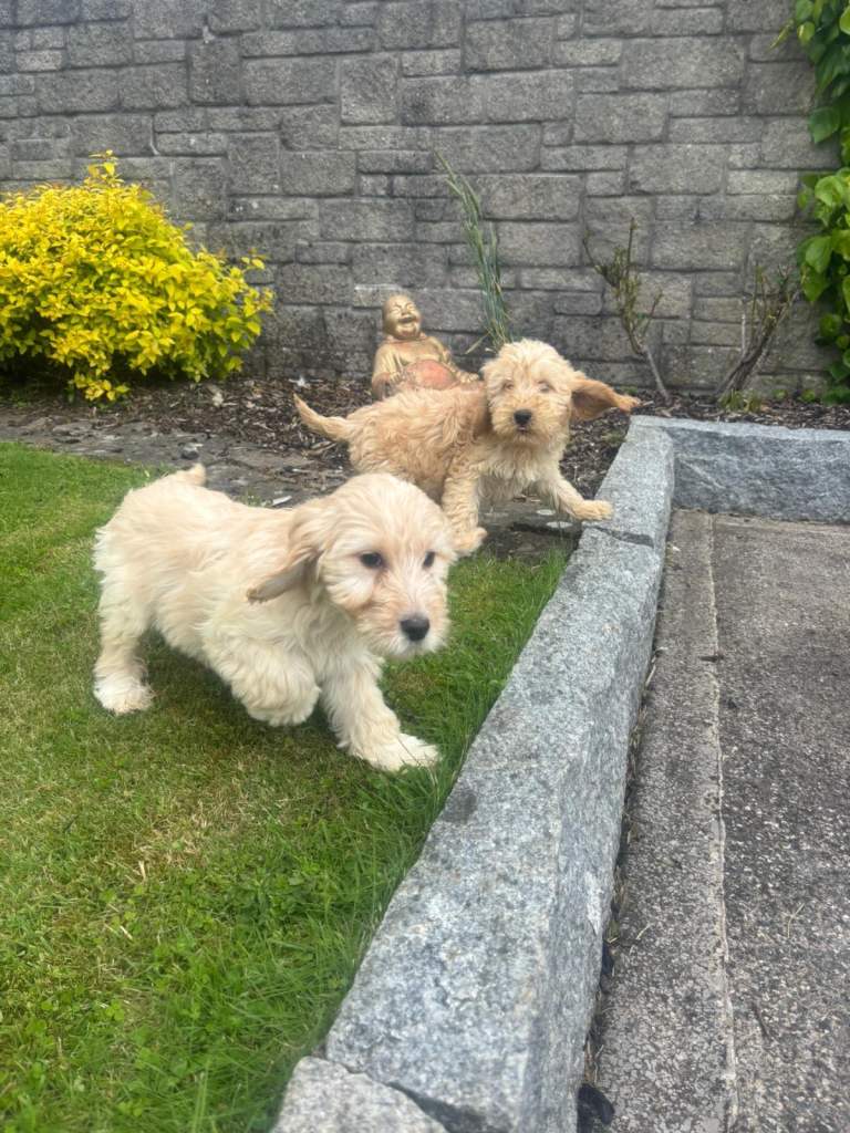 Beautiful cockapoo puppies 