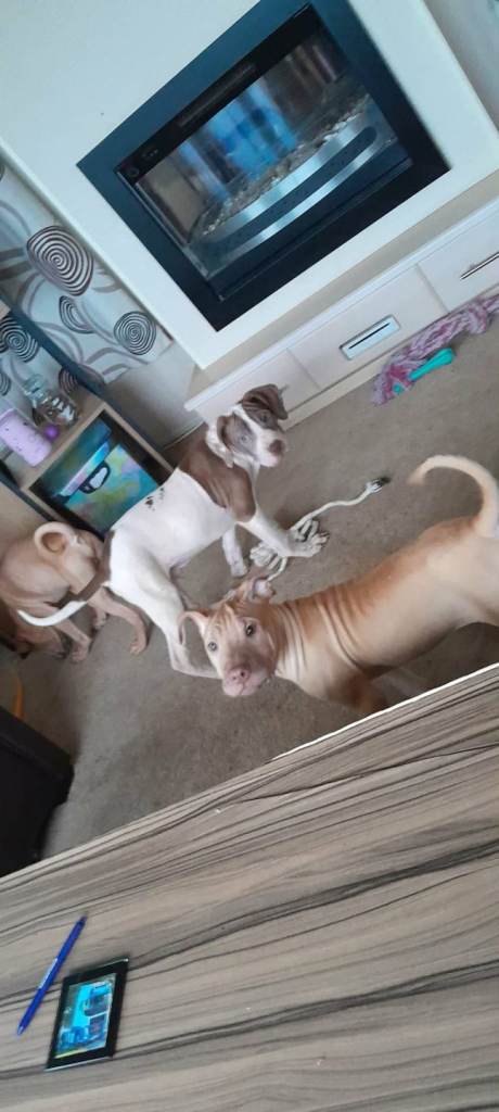 Large mix breed pup looking for home 