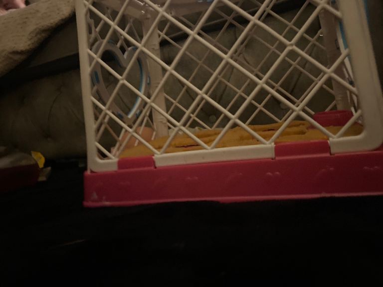 Career with holes and food snacks suitable for puppy dogs and because five holes for food and water