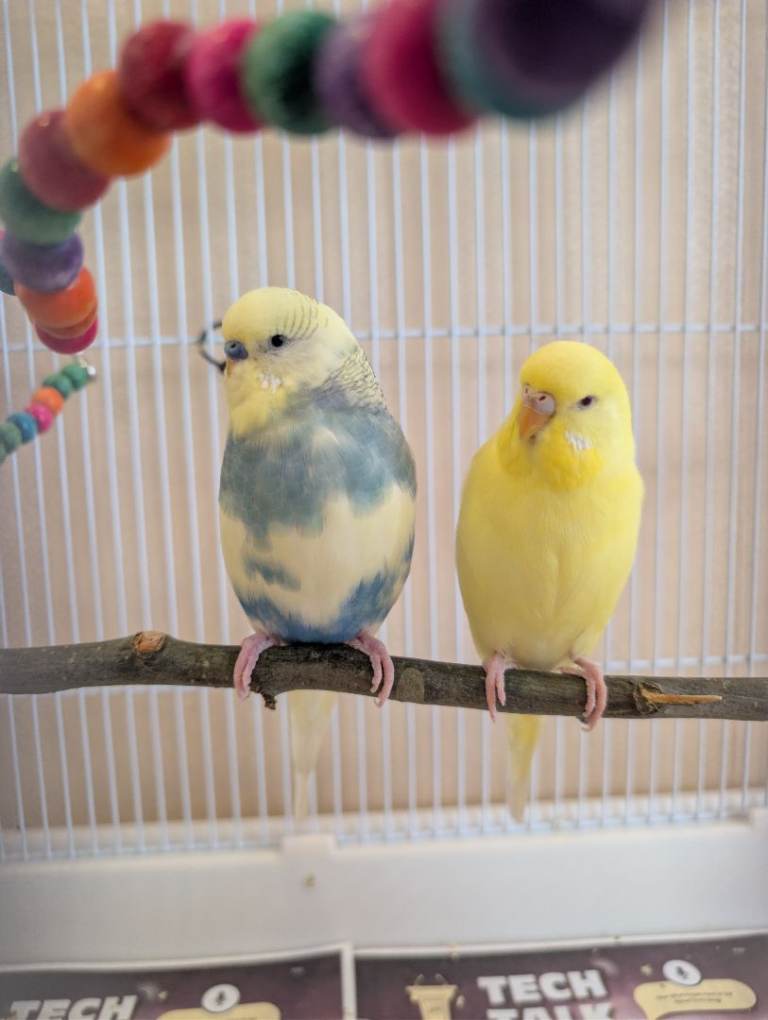 Tame adorable Budgies!!