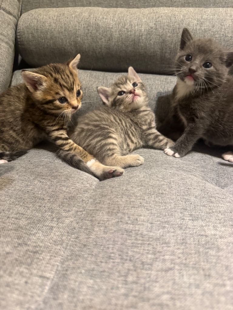 Kittens 