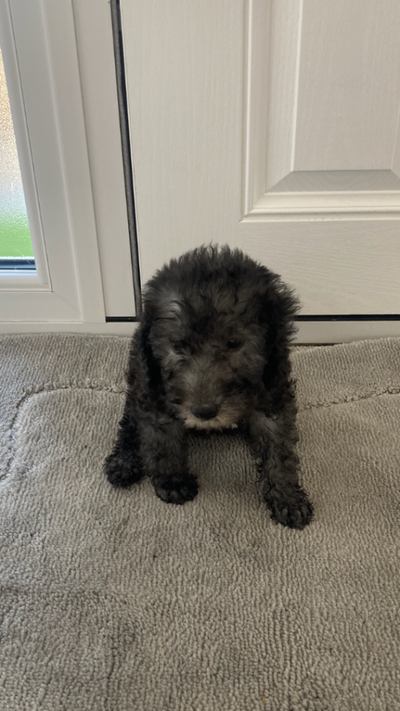 Bedlington terrier puppies 🐶 Only 2 Available 🐶