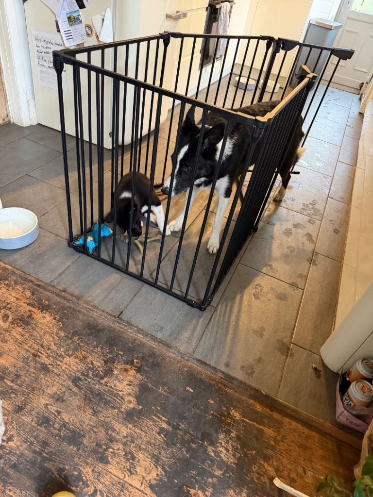 Black Metal Pet Playpen/Enclosure – Good Condition