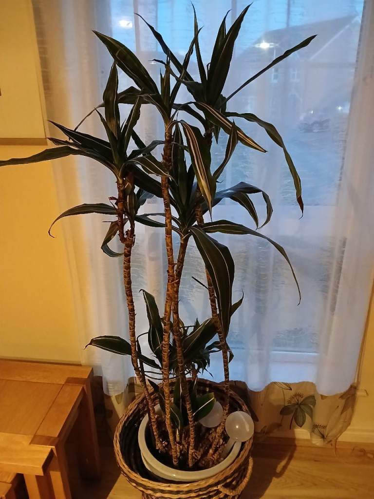 House plant 