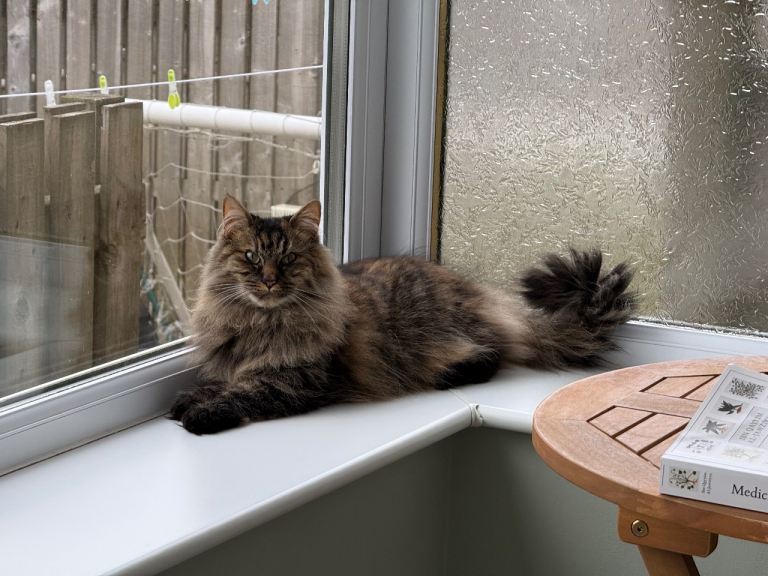 Long hair/mainecoon cat for rehoming