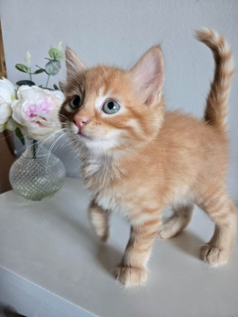 2 male brothers kittens 