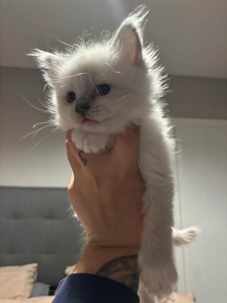 Ragdoll kitten