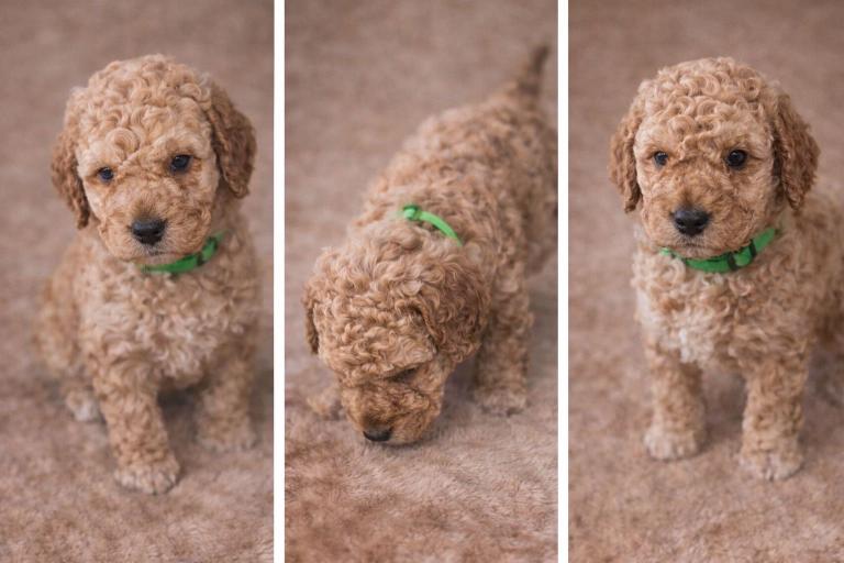 F1b Cockapoo puppies.  