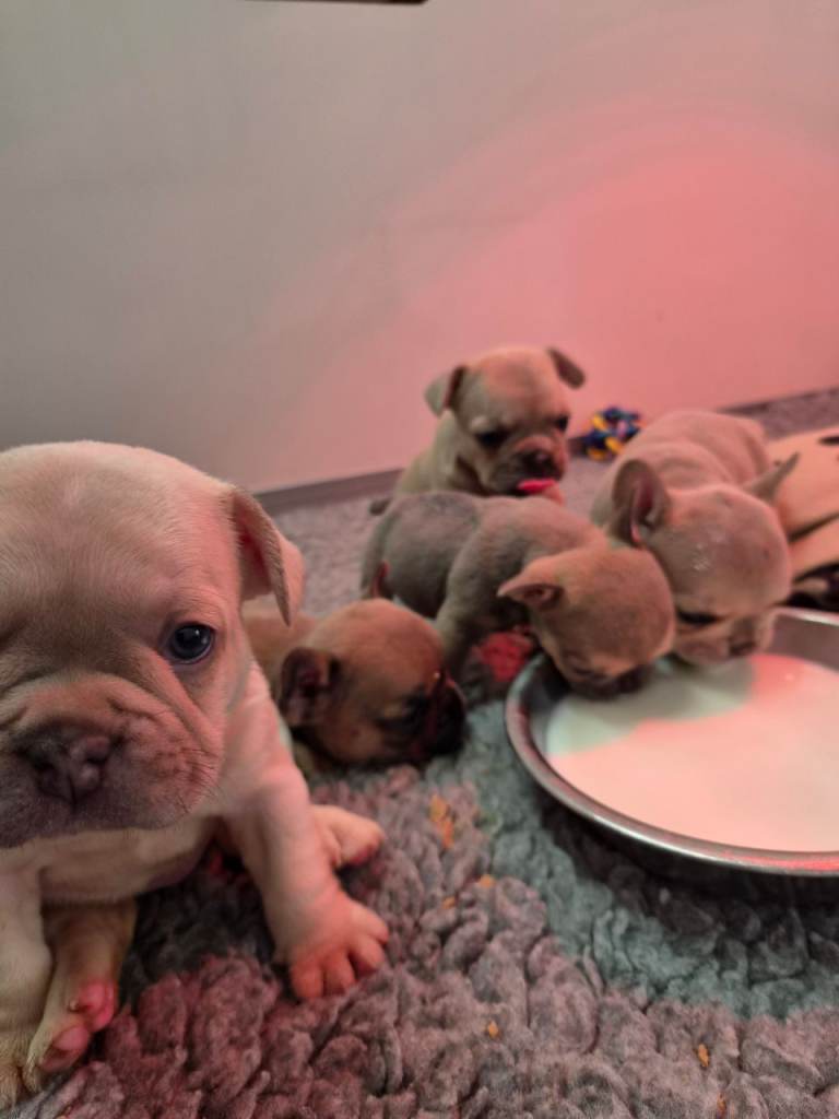 French Bulldog Kc Puppies 