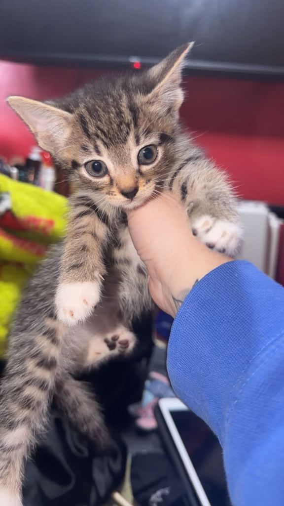 Tabby kittens *pending collection*